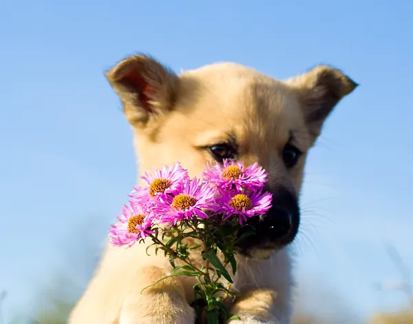 Puppy dog hold bouquet of flowers — Stock Photo, Image