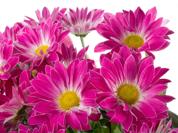 Purpurfarbener Chrysanthemenstrauß — Stockfoto