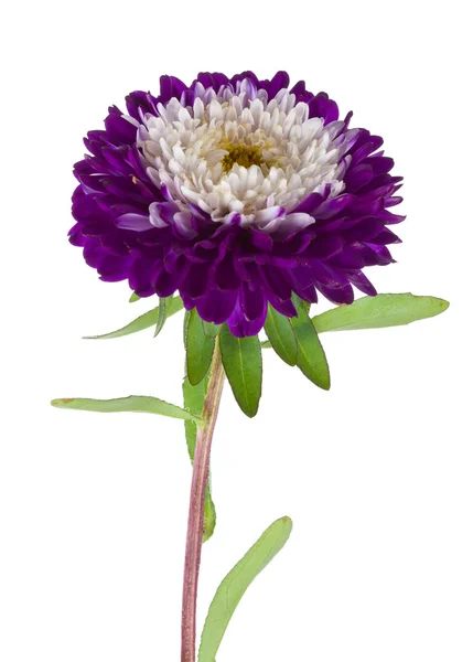 紫色白色翠菊隔离 — 图库照片