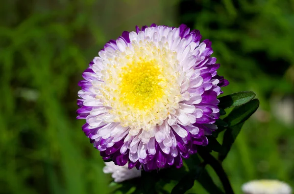 Astro púrpura-blanco sobre hierba verde —  Fotos de Stock