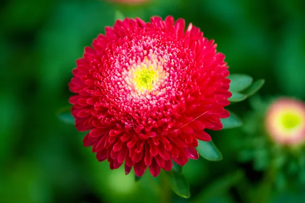 Roter Aster — Stockfoto