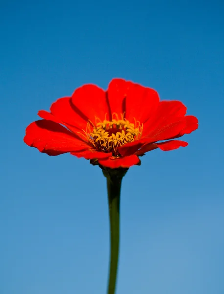 Red flower on blue sky — Stock Photo, Image