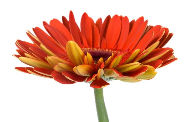 Röd gerbera blomma sidovy — Stockfoto