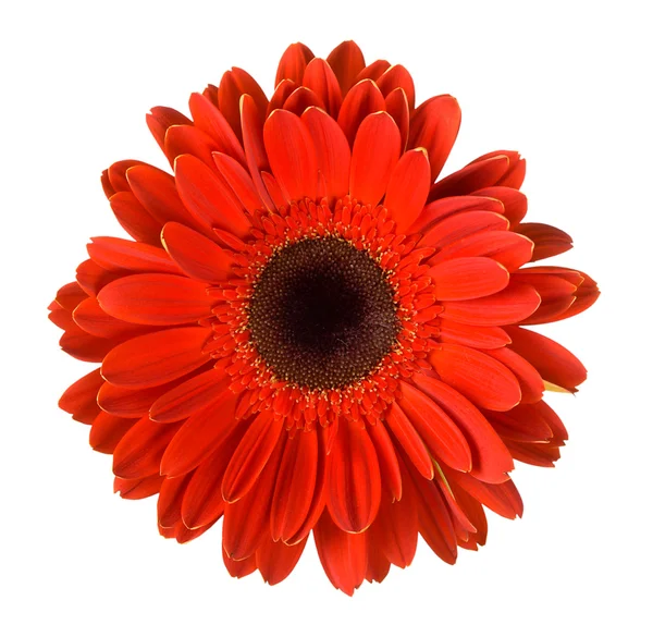 Květina červená gerbera — Stock fotografie