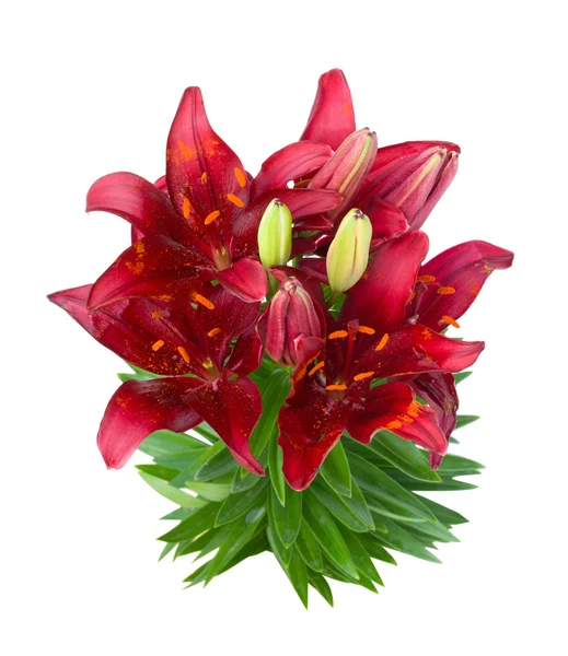 Rode lily geïsoleerd — Stockfoto