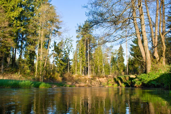 Río en el bosque —  Fotos de Stock