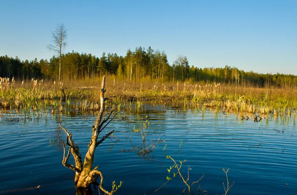 stock image Rushy swamp in forest landscape