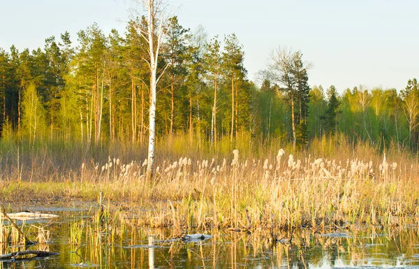Rushy swamp — Stock Photo, Image