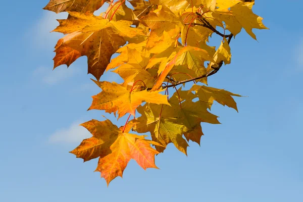 Rozsdás őszi levelek — Stock Fotó