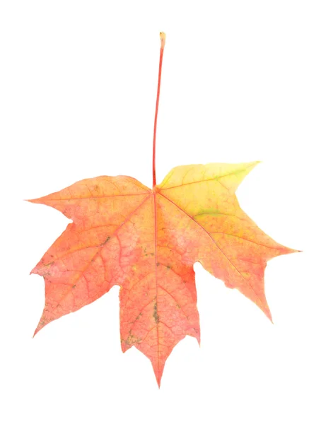 Rusty maple leaf isolated — Stock Photo, Image