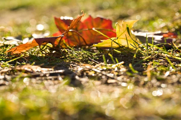 Düşen sarı akçaağaç yaprakları — Stok fotoğraf