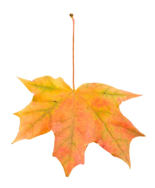 Single fallen maple leaf isolated — Stock Photo, Image