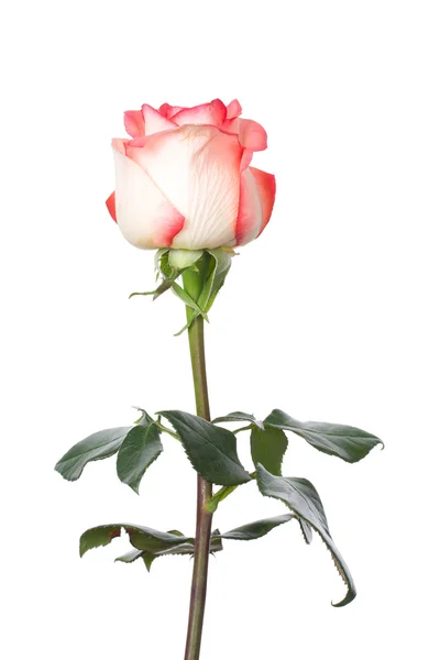 Single pink and white rose — Stock Photo, Image