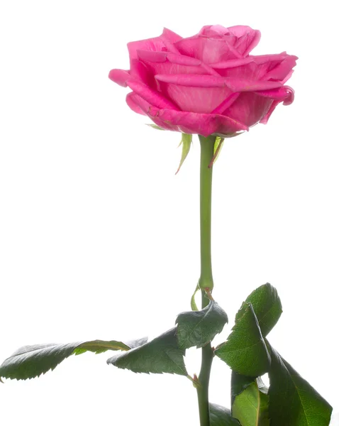 分離された 1 つのピンクのバラ — ストック写真