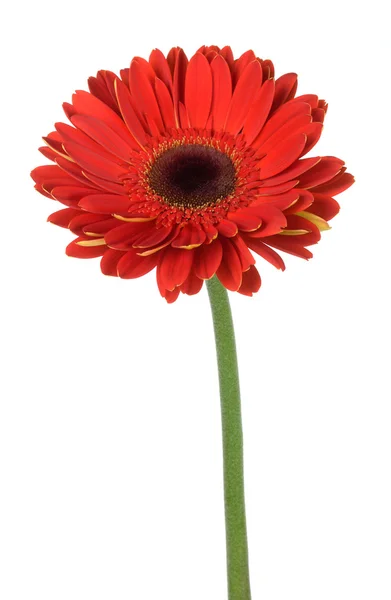 Gerbera rossa fiore — Foto Stock