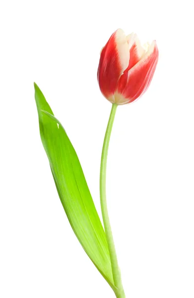 Jeden czerwony biały tulipan — Zdjęcie stockowe