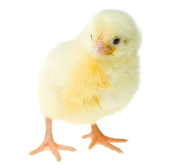 Single yellow chick — Stock Photo, Image