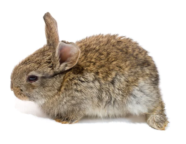 Pequeno coelho isolado — Fotografia de Stock