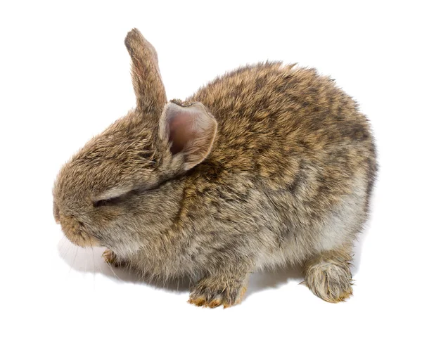 Pequeno coelho com olhos fechados — Fotografia de Stock