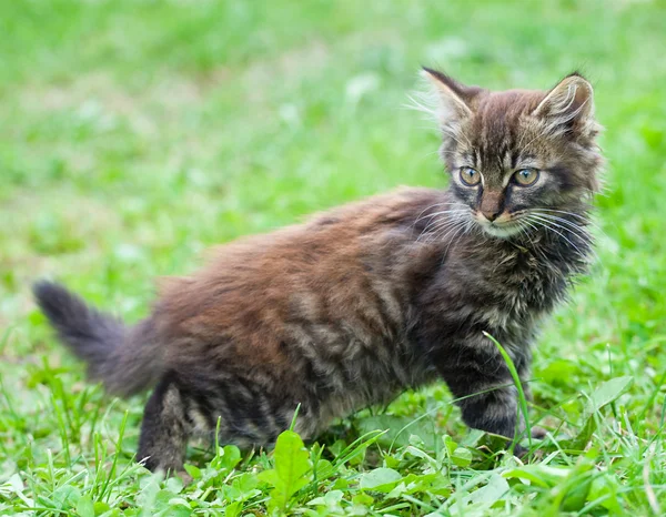 Küçük komik yavru kedi — Stok fotoğraf