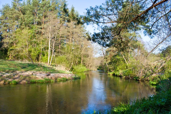숲에서 작은 강 — 스톡 사진