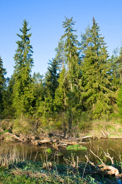 Kleiner Fluss im Wald — Stockfoto