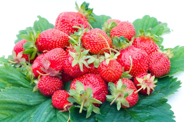Strawberries on leaves — Stock Photo, Image