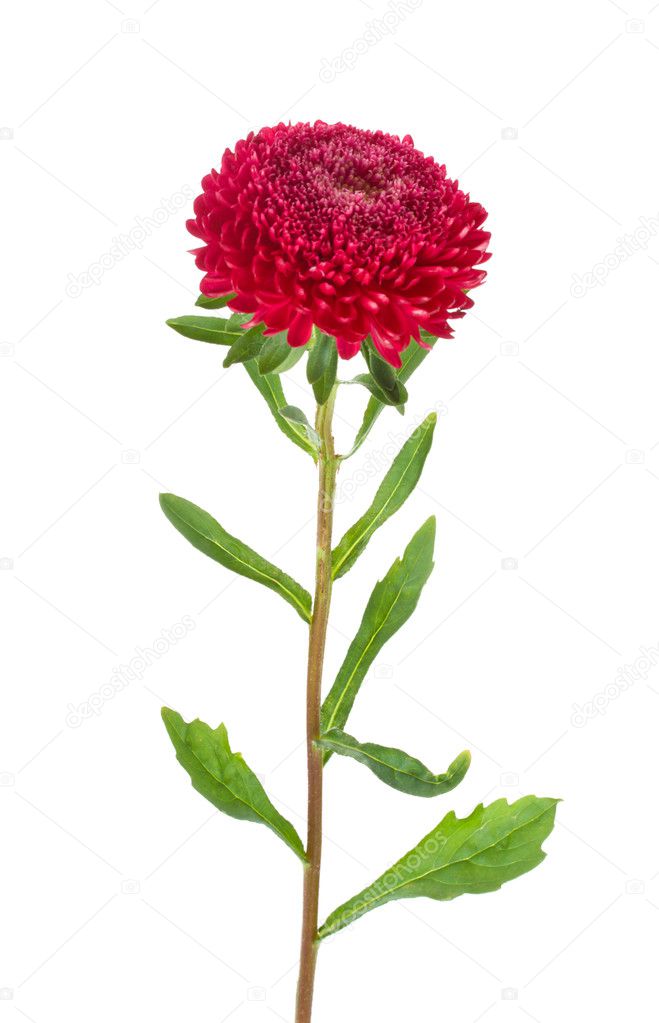 Red aster isolated