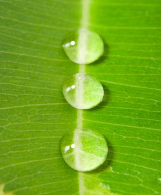 Three water drops on a green leaf clipart