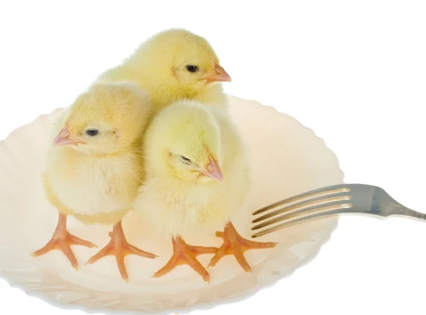Tres polluelos como cena —  Fotos de Stock