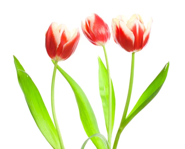 Tres tulipanes rojo-blancos — Foto de Stock