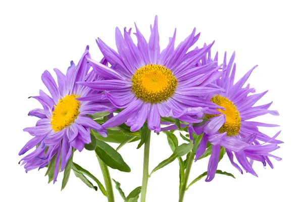Drie violet asters — Stockfoto