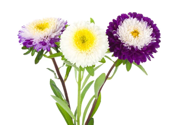 Tres aster blanco violeta — Foto de Stock