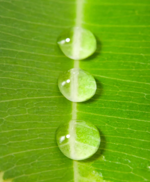三个绿色的叶子上的水滴 — 图库照片