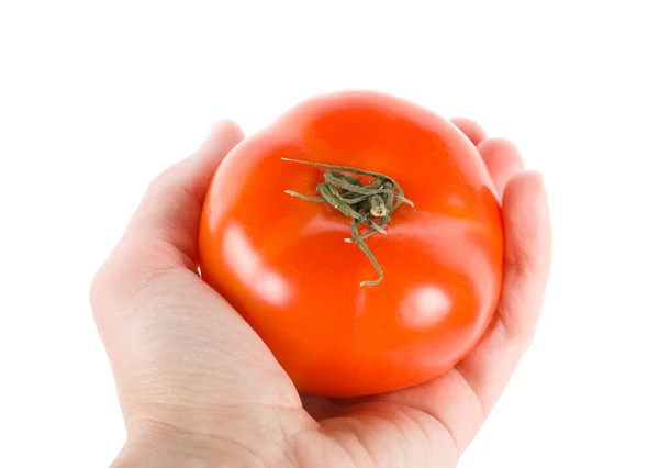 Tomat i hand — Stockfoto