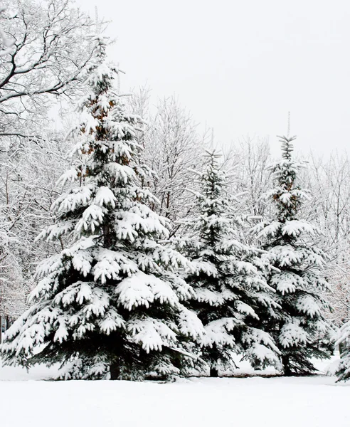 Rustige winter fir bos — Stockfoto