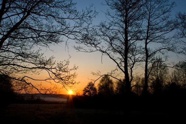Sílhueta de árvores ao amanhecer — Fotografia de Stock