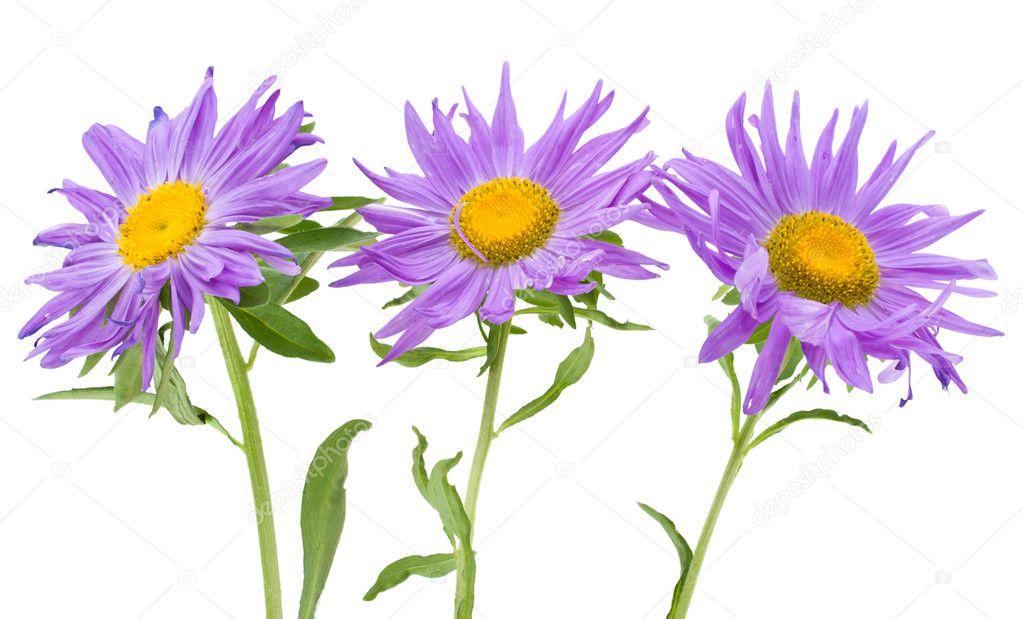 Three violet asters isolated