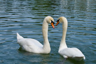 Two swans in love clipart