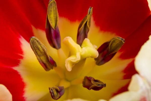 Macro tiro tulipa — Fotografia de Stock