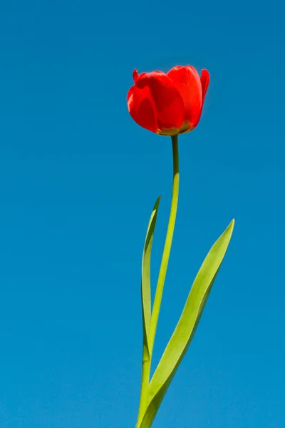 Tulip on blue sky — Stock Photo, Image