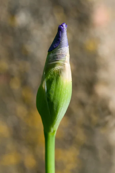 Fiore di iris non soffiato — Foto Stock