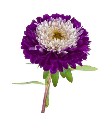 Violet-white aster isolated clipart