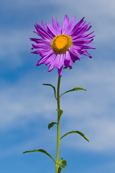 Violette Aster am blauen Himmel — Stockfoto