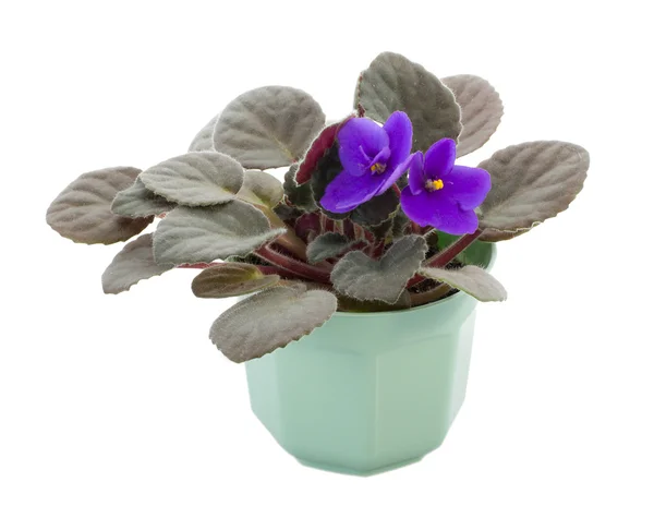 Violet in pot — Stock Photo, Image