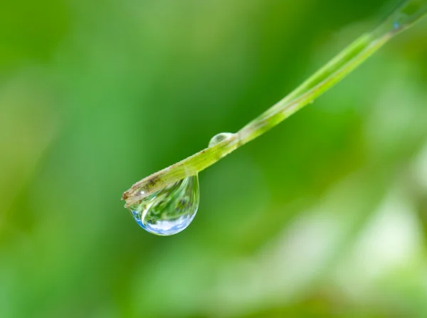 Gota de água na lâmina verde — Fotografia de Stock