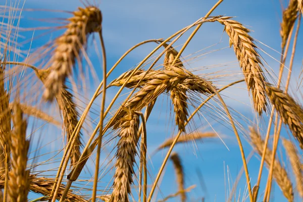 Пшениця на блакитному небі — стокове фото