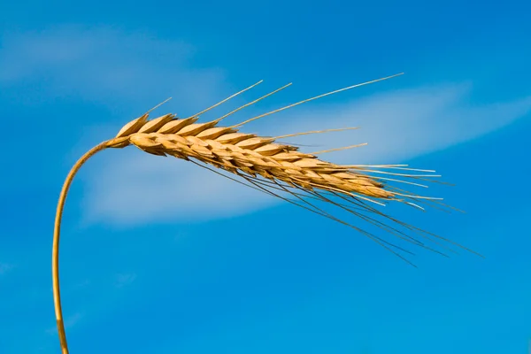 stock image Wheat spikelet