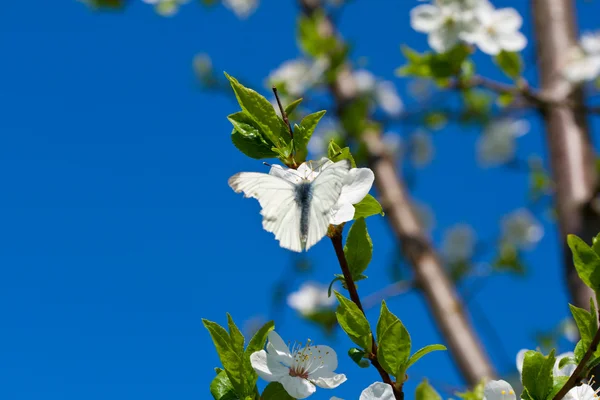 Білий метелик на вишневій гілці — стокове фото