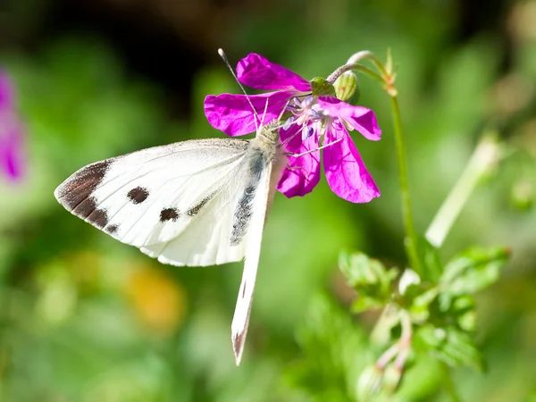 花に白い蝶 — ストック写真
